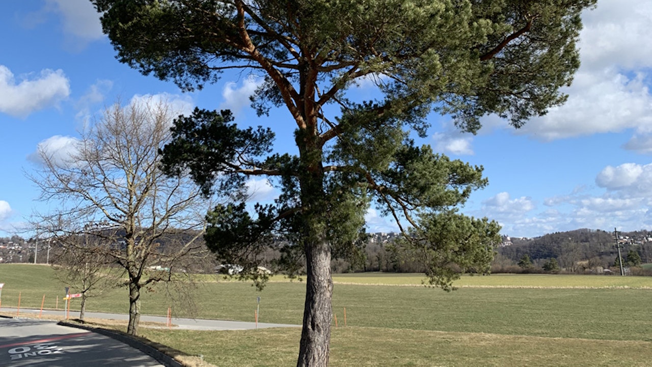 Pin sylvestre forme «libre»