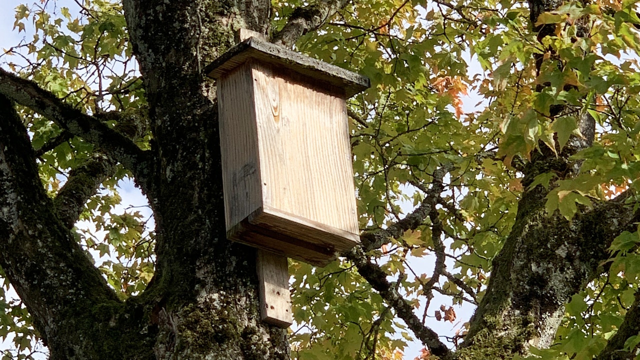 Nichoirs à chauves-souris