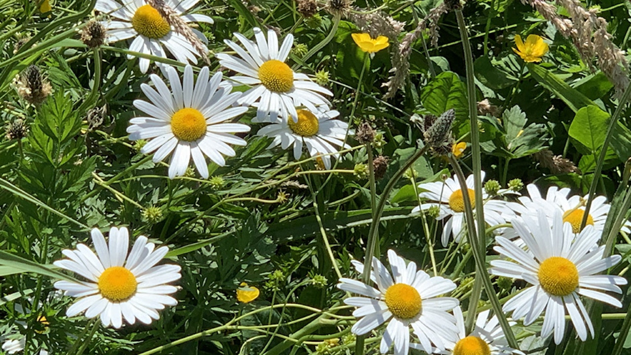 Marguerite