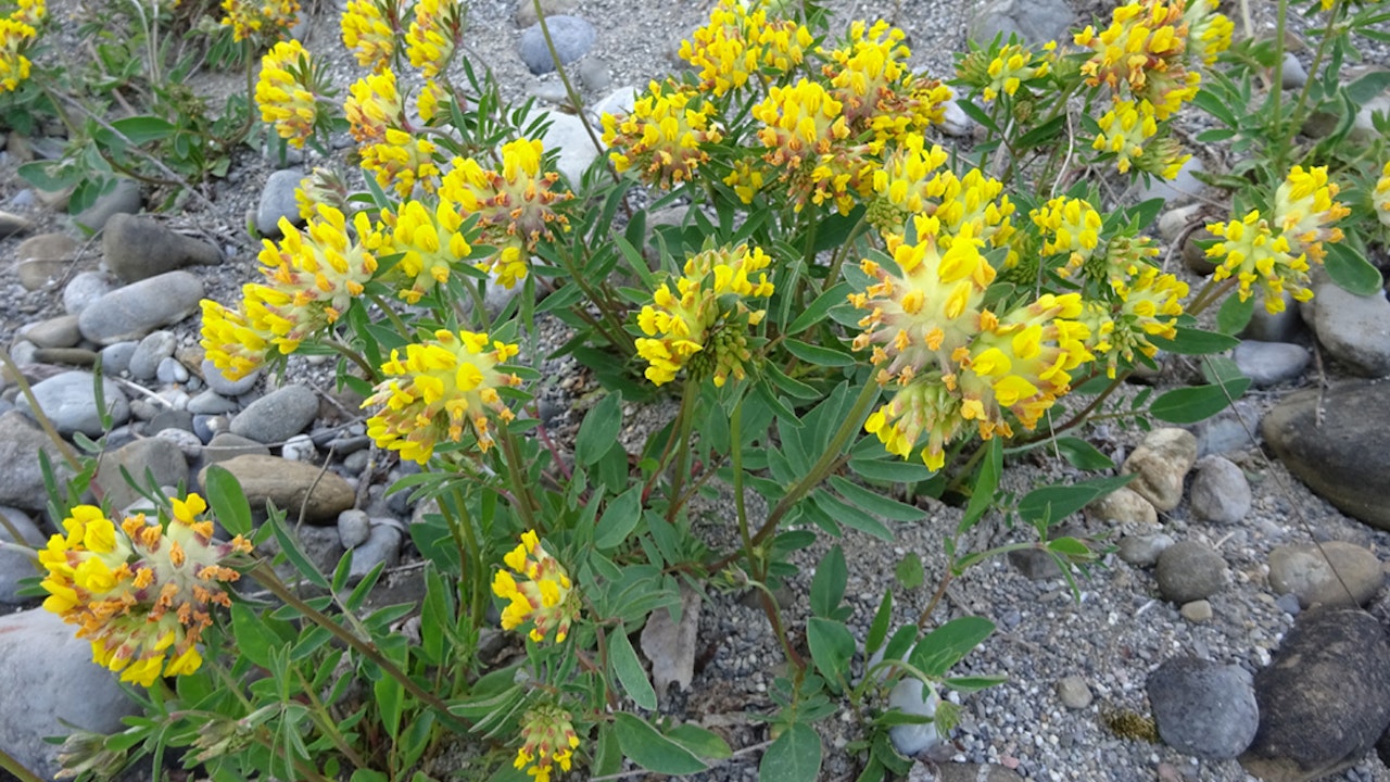 Anthyllide vulnéraire