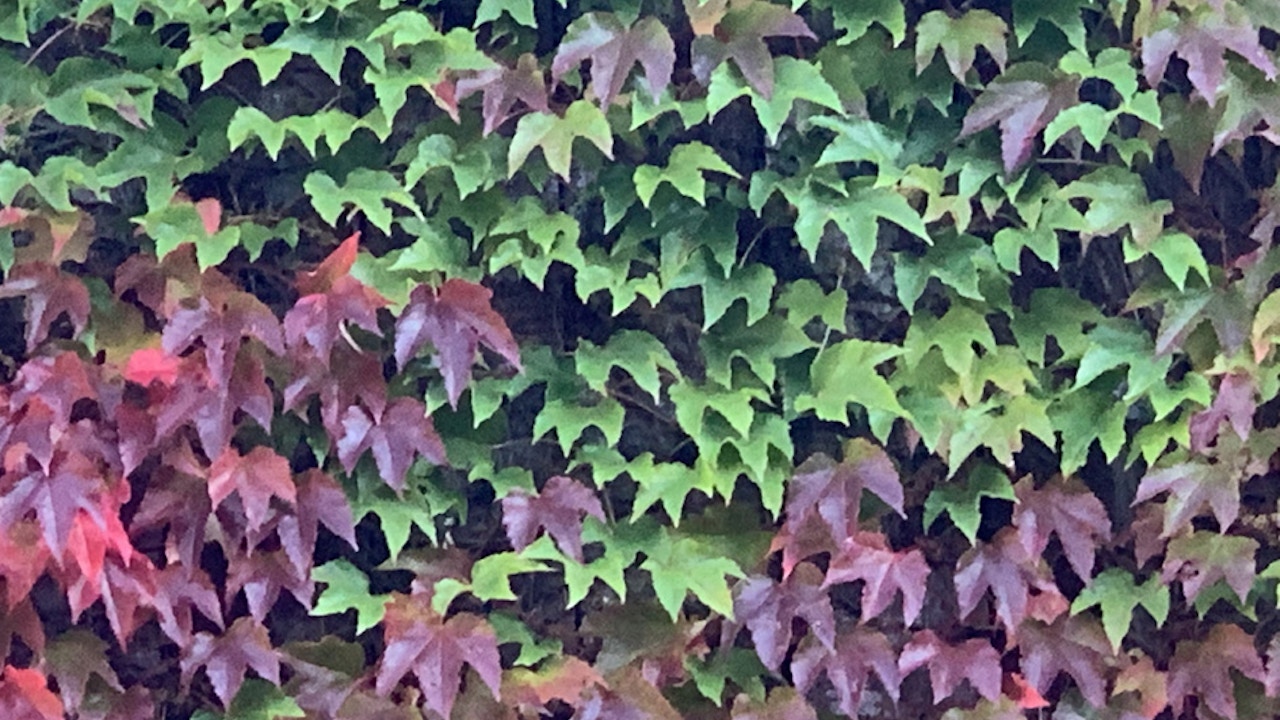Ampelopsis