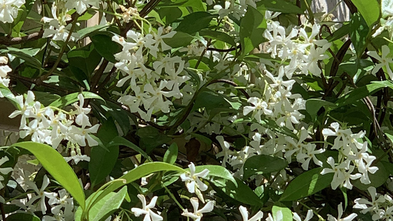 Jasmin