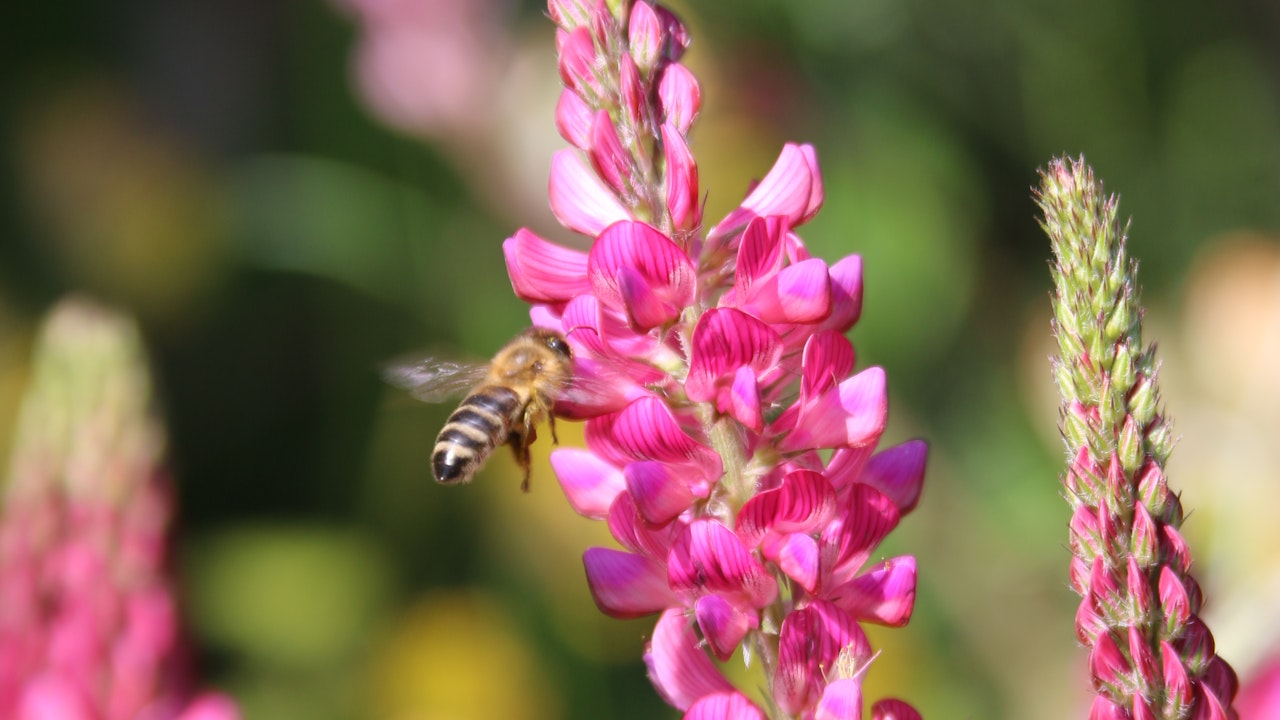 Abeille et esparcette