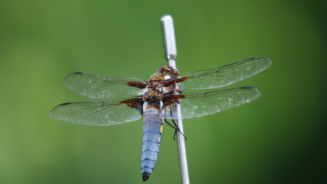 Libellule déprimée