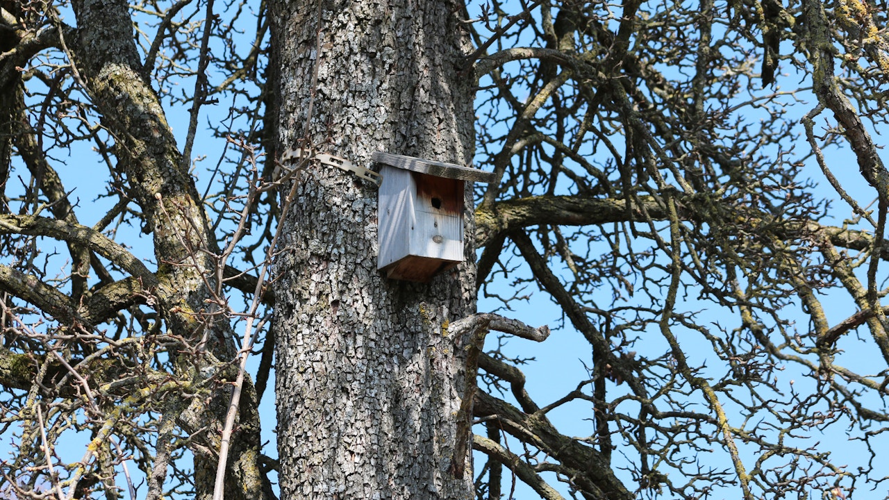 Nichoirs à oiseaux