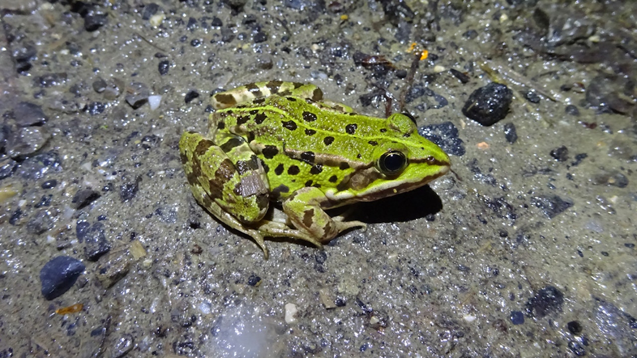 Grenouille verte