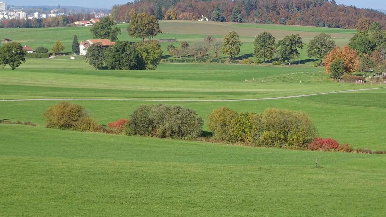 Haies d’essences indigènes