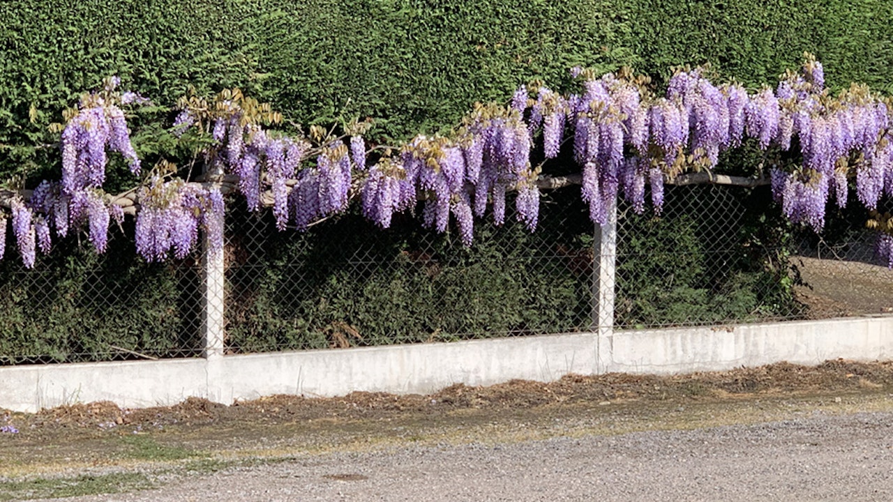 Glycine