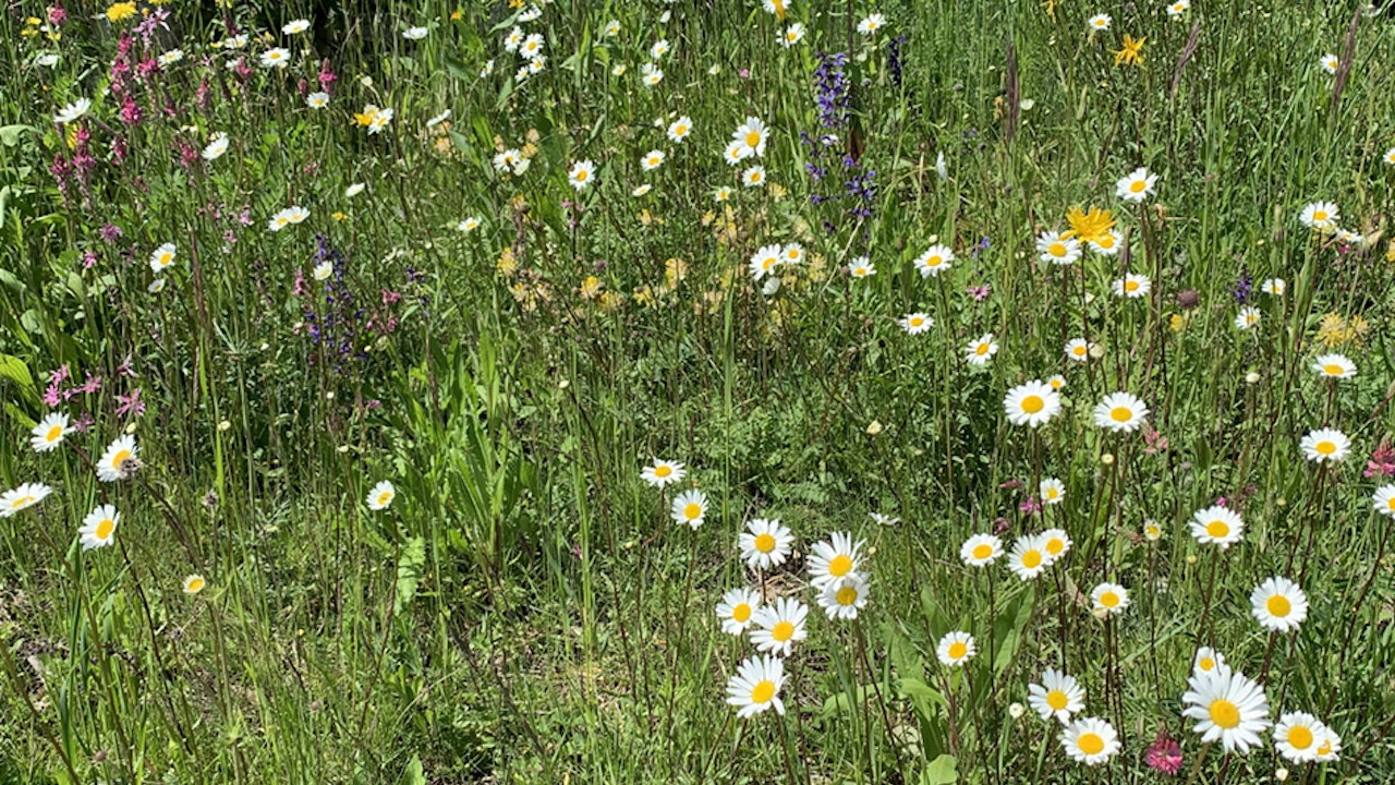 Prairie fleurie