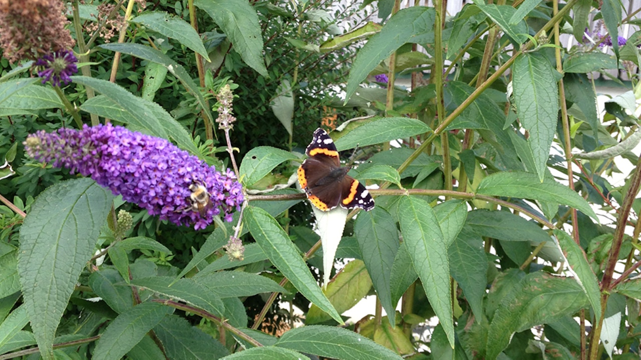 Buddléia de David