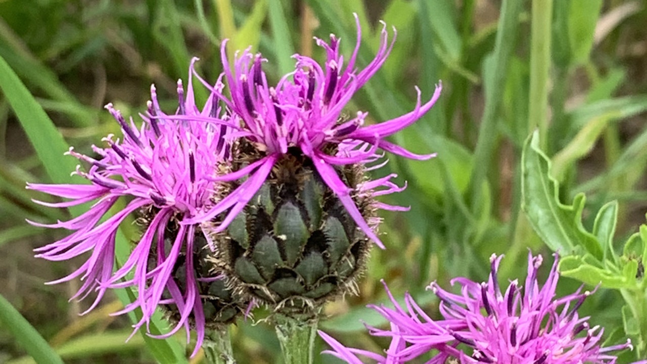 Centaurée scabieuse