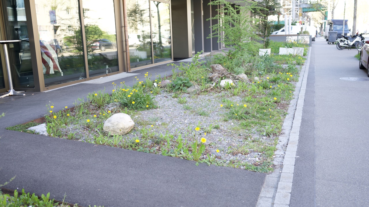 Ein teilentsiegelter Vorplatz mit Ruderalfläche schafft neue Lebensräume.