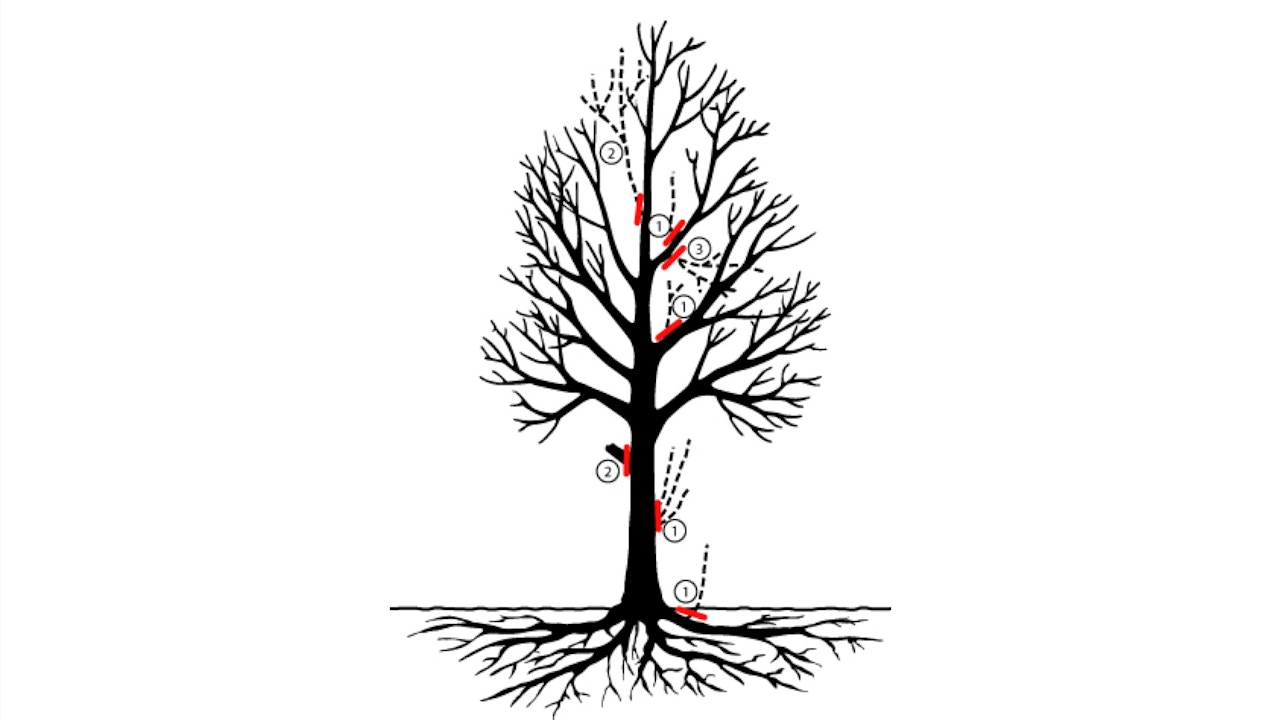 Arbres en forme libre