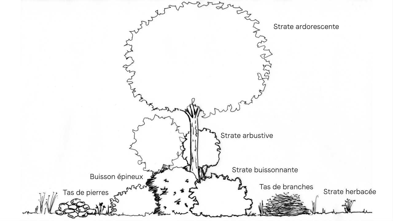 Structure de la haie naturelle