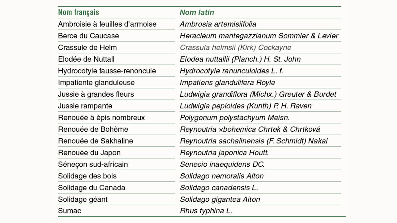 Liste des plantes interdites en suisse - ODE (ordonnances RS 814.911 art 15 al 3): en vigueur