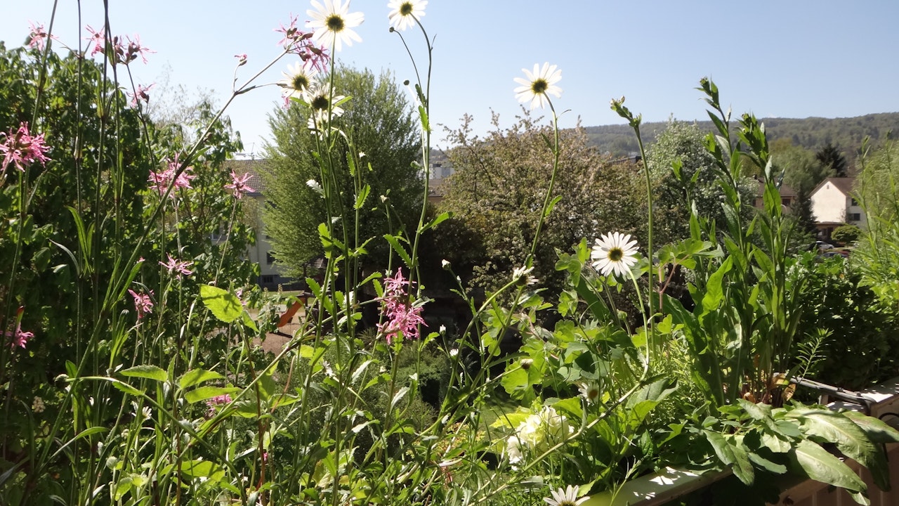 Wildblumen brauchen keinen Garten – auch auf deinem Balkon oder deiner Terrasse blühen sie und bieten Insekten Nahrung und Schutz.