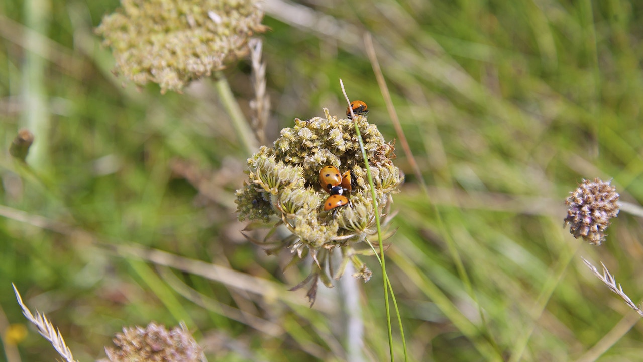 Là où vivent des coccinelles, les plantes se portent également bien.