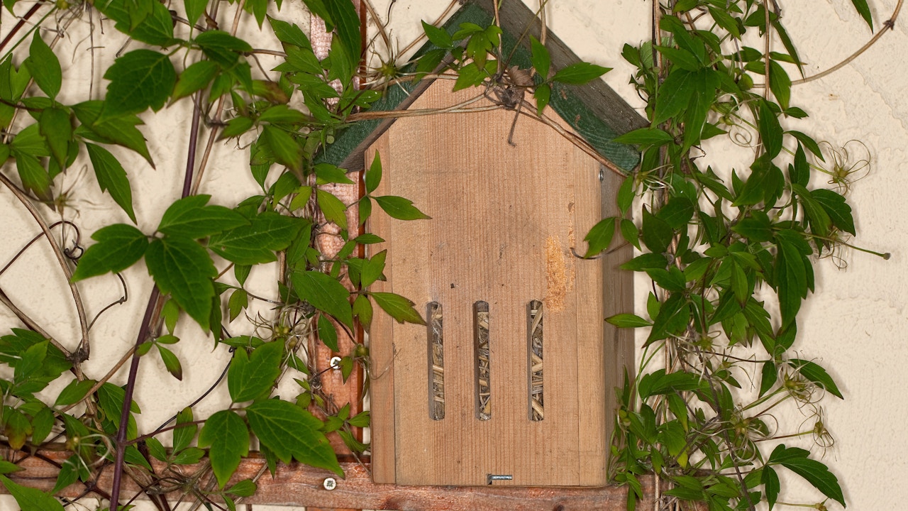 Toute habitation offrant aux papillons une protection contre le froid et les influences néfastes de l’environnement est précieuse.