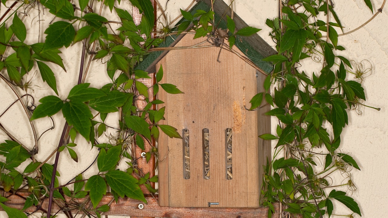 Toute habitation offrant aux papillons une protection contre le froid et les influences néfastes de l’environnement est précieuse.