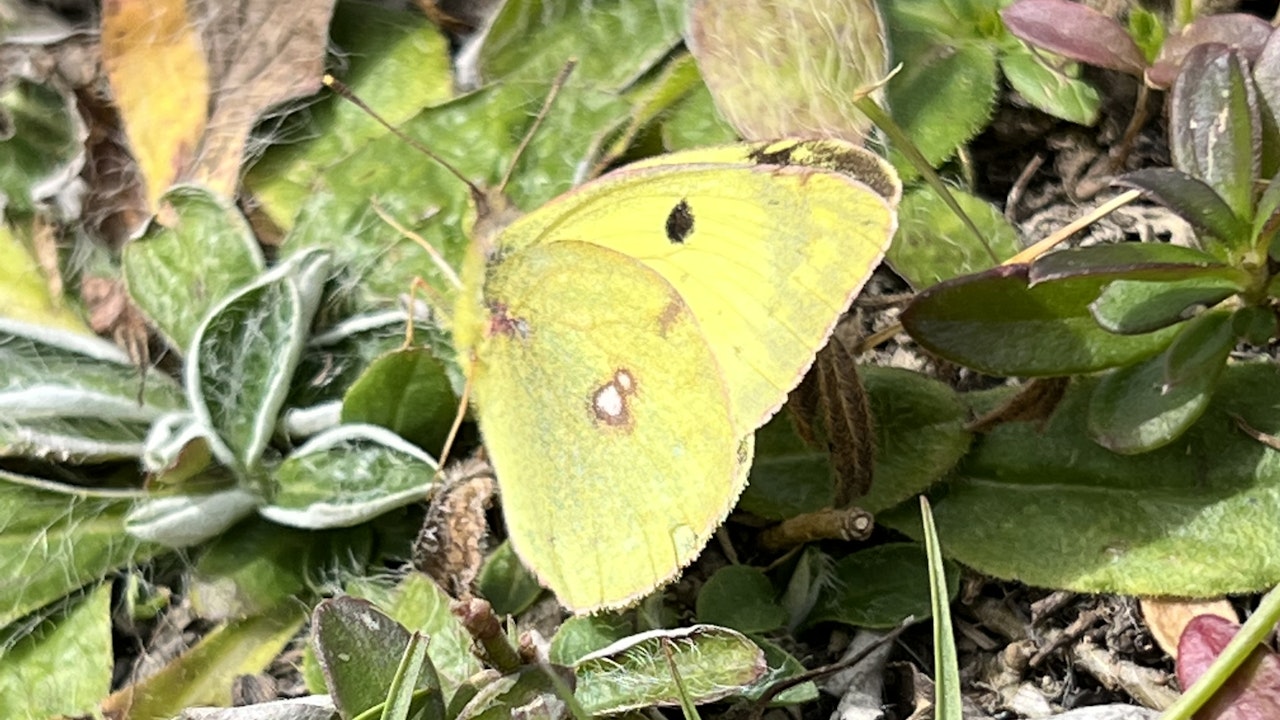 Non tutte le farfalle dipendono dagli aiuti alla nidificazione: la cedronella, ad esempio, sverna come farfalla adulta in uno stato di torpore e spesso senza protezione.