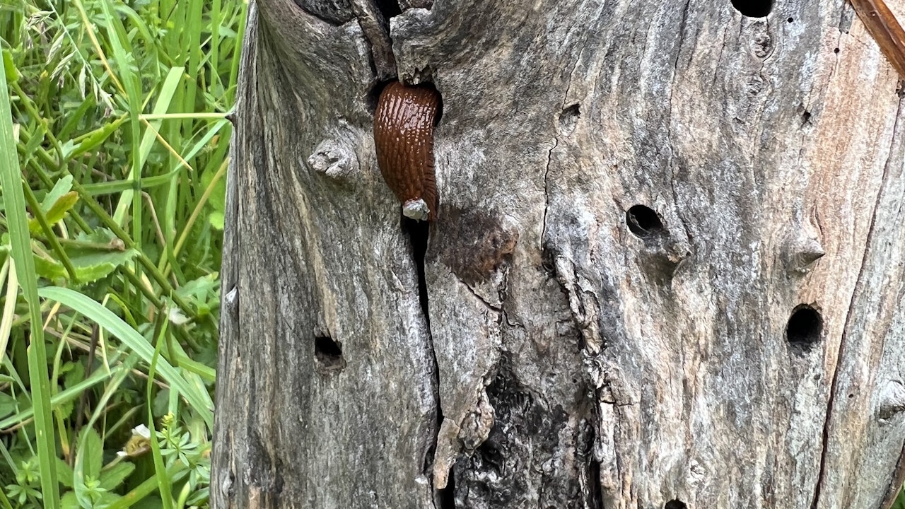 Non, il ne s’agit pas d’une aide à la nidification pour escargots, mais d’un tronc de bois fruitier percé pour les abeilles sauvages. Les trous ont été percés à différentes tailles pour les différents habitants.