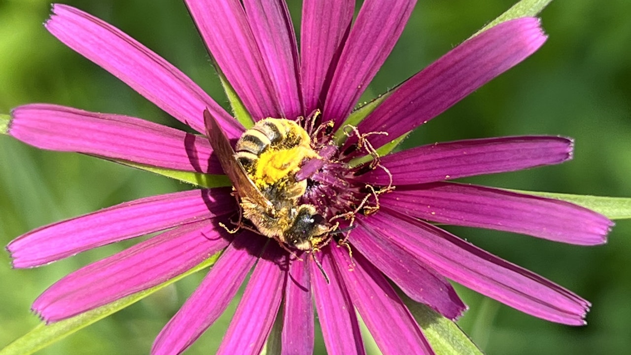 Bestäuber brauchen nicht nur Nistmöglichkeiten, sondern auch Nahrung für sich und die Brut.