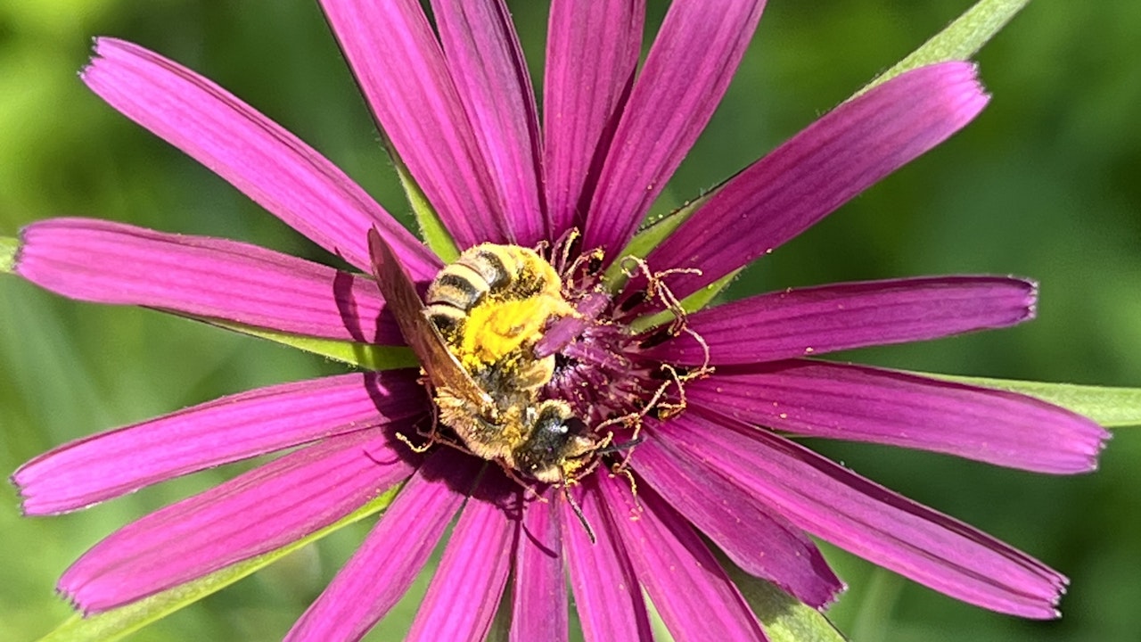 Les pollinisateurs ont besoin de possibilités de nidification, mais aussi de nourriture pour eux et pour leur couvain.
