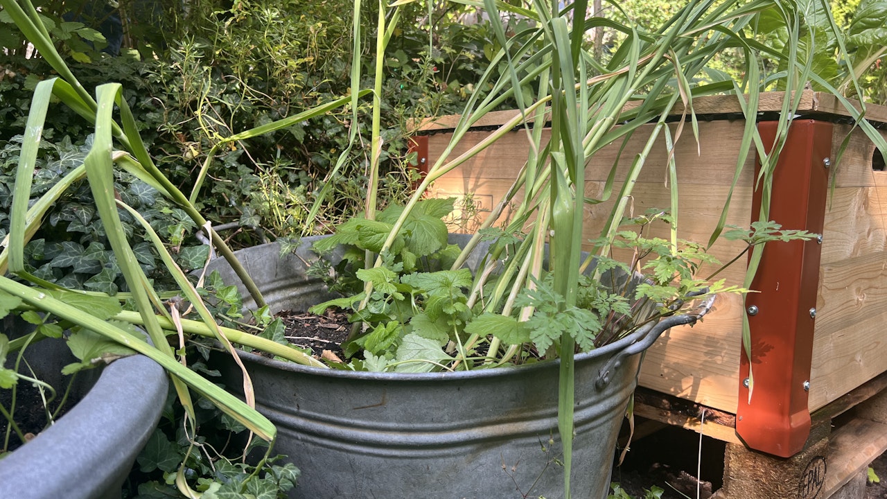 Als Hochbeet dienen auch alte Zinkwannen.