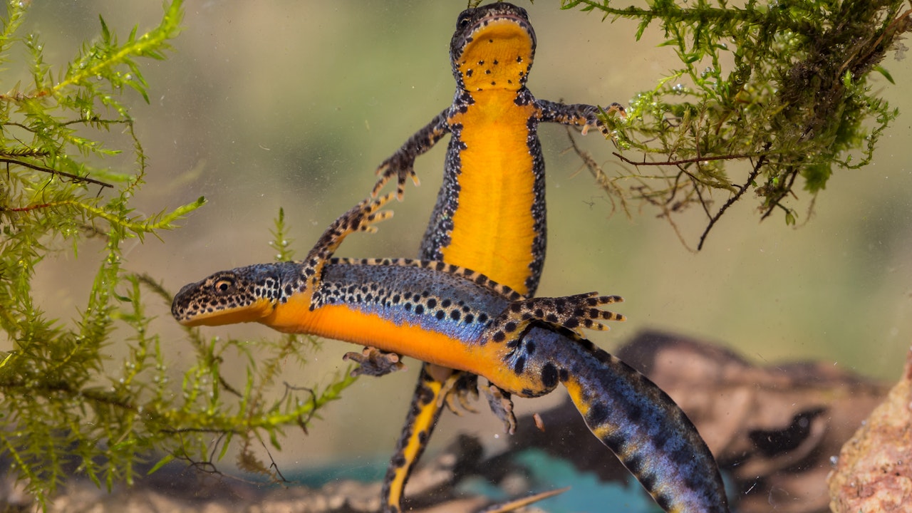 Sogar Molche werden von Katzen gejagt – eine oft unterschätzte Gefahr für Amphibien.