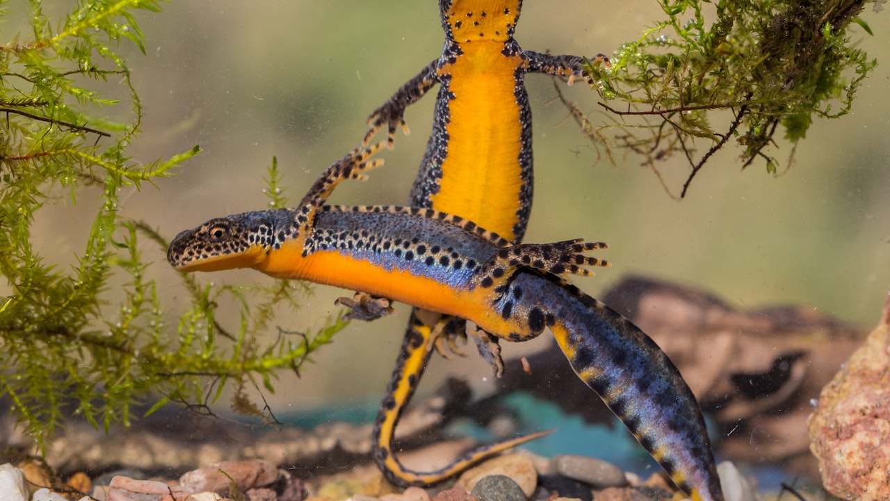 Der Bergmolch braucht unterschiedliche Kleinstrukturen für sein Überleben.
