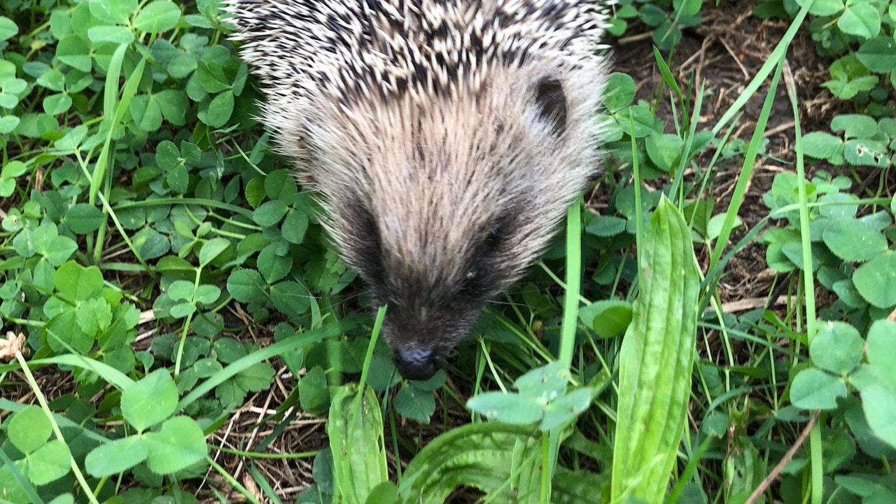 Igel wandern pro Nacht lange Strecken um Nahrung zu finden. Sie brauchen darum barrierefreie Durchgänge und extensiv bewirtschaftete Gärten.