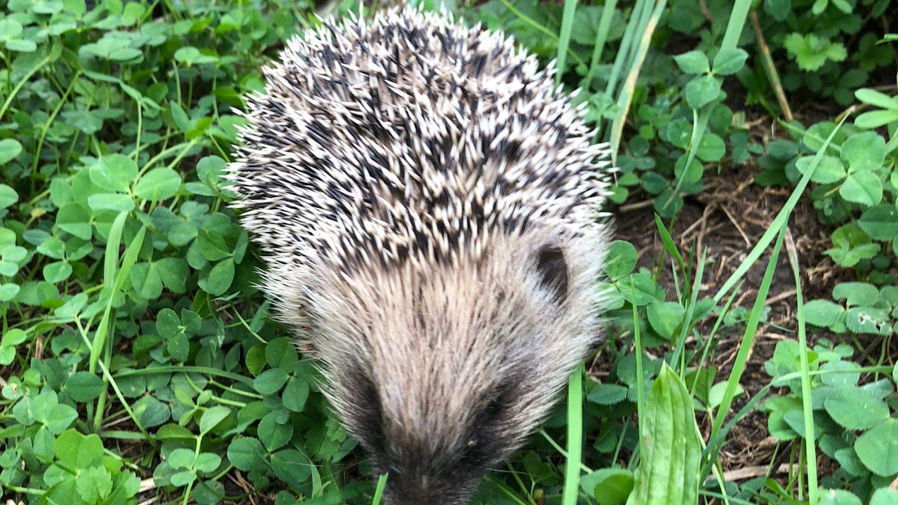 Igel wandern pro Nacht lange Strecken um Nahrung zu finden. Sie brauchen darum barrierefreie Durchgänge und extensiv bewirtschaftete Gärten.
