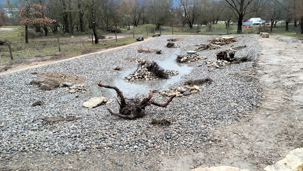 Frisch angelegter Amphibienweiher mit viel Struktur