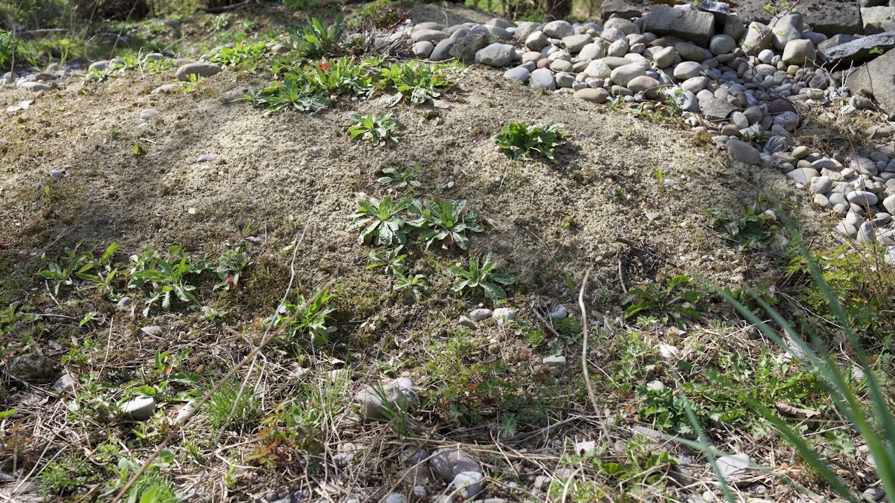 Das offen gehaltene Sandareal unterstützt die Artenvielfalt.