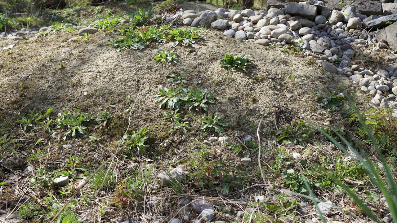 Surface rudérale avec structures en pierres et surface de sol nu