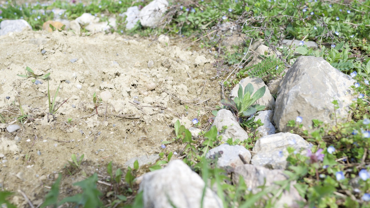 Nichoirs pour abeilles sauvages