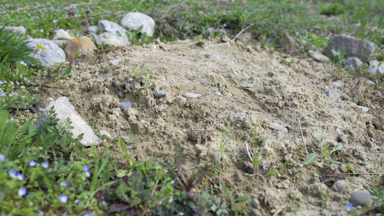 Ein Sandarium schafft geeignete Nistmöglichkeiten für bodennistende Wildbienenarten.
