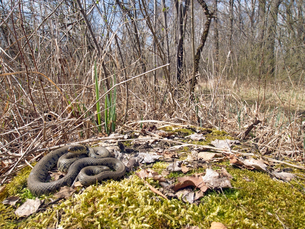 Ringelnatter (Natrix natrix) auf einer besonnten, offenen Fläche Ringelnatter (Natrix natrix) auf einer besonnten, offenen Fläche