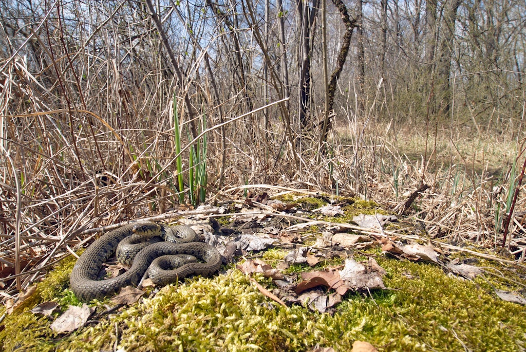 Ringelnatter (Natrix natrix) auf einer besonnten, offenen Fläche