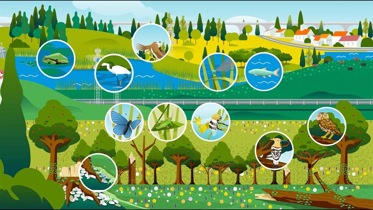 Le superfici di infrastruttura ecologica e i loro punti di biodiversità sono vitali per la sopravvivenza di molte specie.