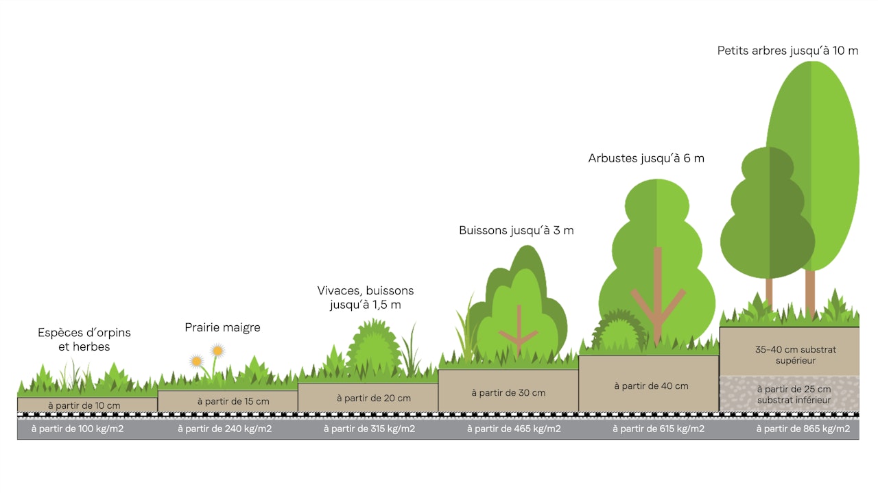 Selon l’épaisseur et le type de substrat, d’autres habitats sont possibles. La statique du toit doit être adaptée au poids du substrat et de la végétation.