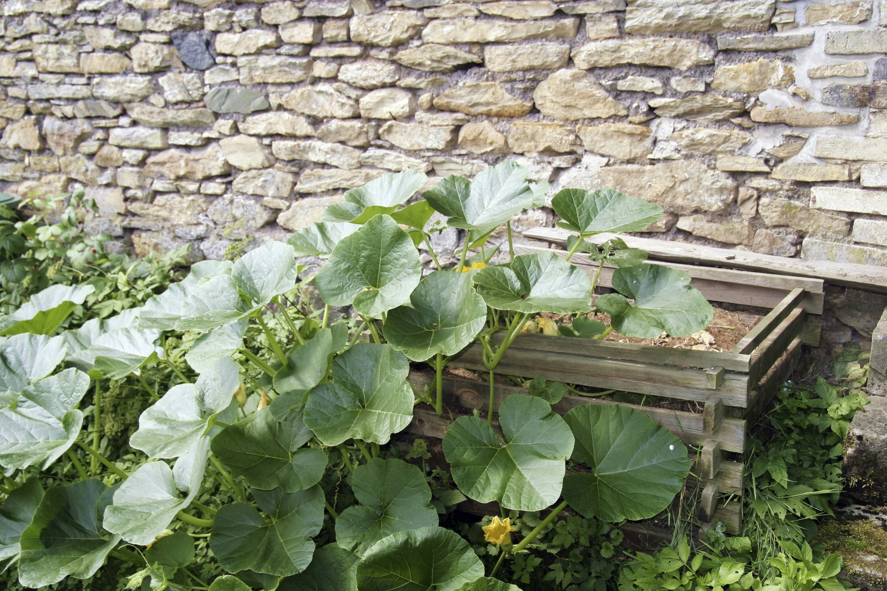 Le compost est un engrais idéal pour les légumes.