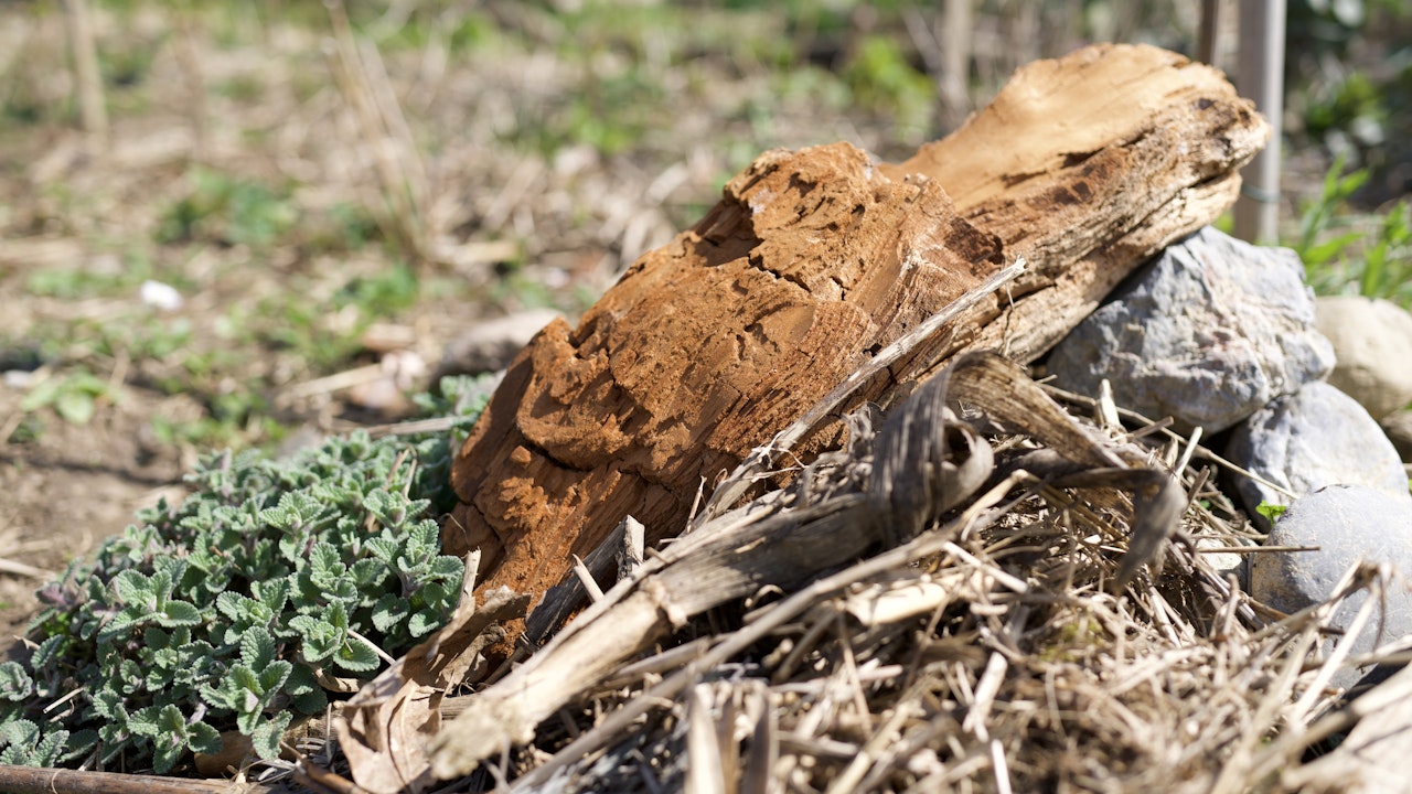 Le bois pourri est un habitat précieux pour de nombreuses espèces.