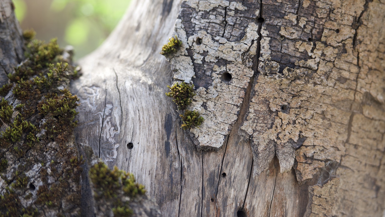 Le bois mort sert d’habitat naturel et de lieu de nidification pour les abeilles sauvages.