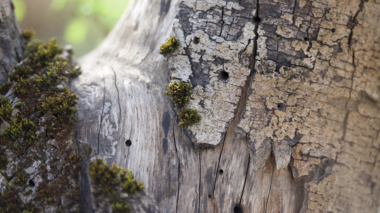 Galeries dans le bois mort