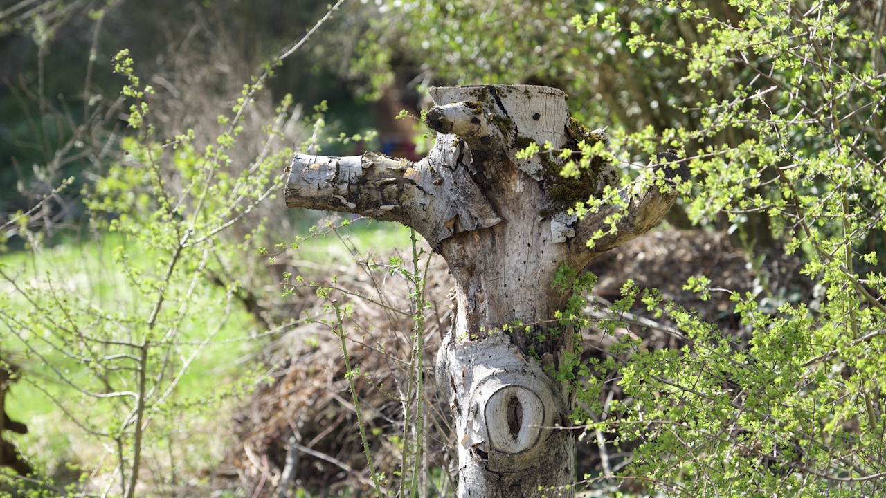 Più vecchio è, più prezioso è: il legno morto che sta in piedi e gli alberi vecchi favoriscono la biodiversità e collegano spazi vitali importanti.