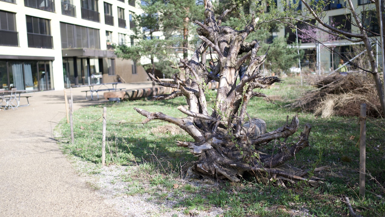Im Innenraum einer Siedlung befinden sich Asthaufen und Wurzeln.