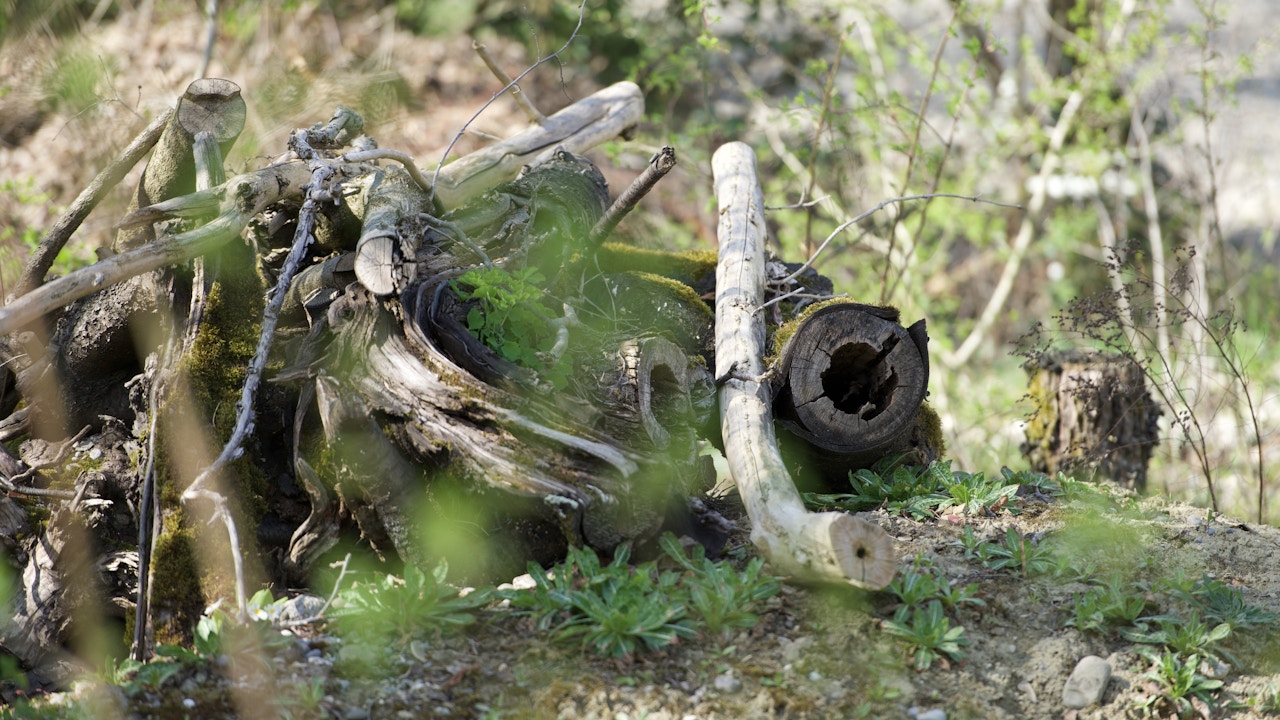 Totholz ist ein wertvoller Lebensraum für Insekten, Pilze und Reptilien und trägt wesentlich zur Strukturvielfalt bei.