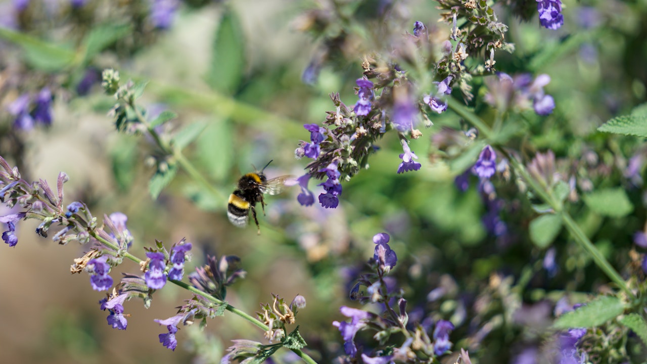 Insekten wie die Hummel brauchen durchgehend blühende Pflanzen – nur so finden sie das ganze Jahr über Nahrung.