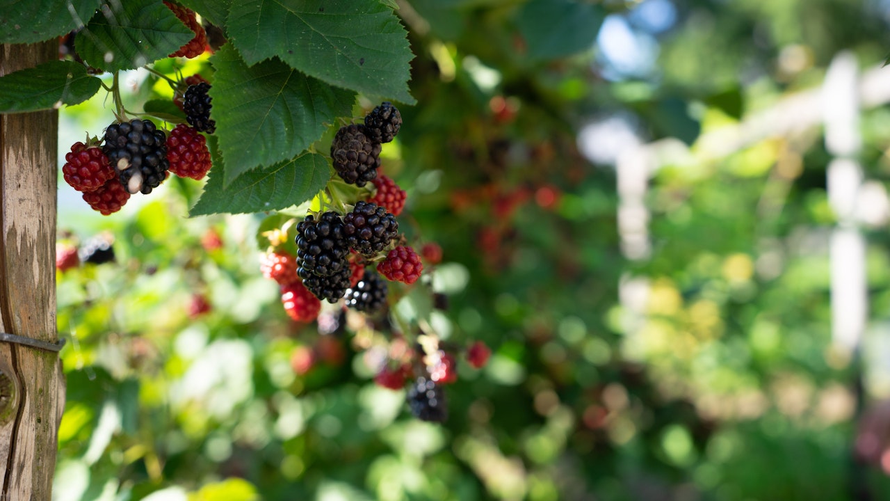Wenn im Garten Himbeeren oder andere Naschereien wachsen, freuen sich nicht nur Kinder – auch Vögel und Tiere geniessen das Angebot.